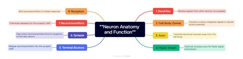 Neuron Anatomy and Function e1741170386767