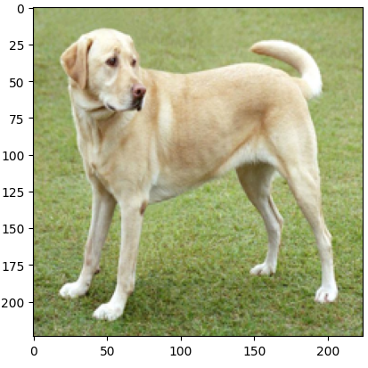 Labrador
